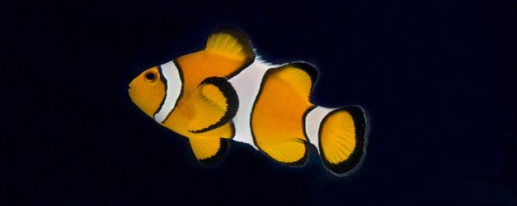 Importing Ornamental Fish image