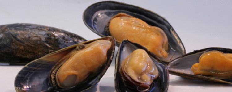 Movement of Wild Mussel Seed image
