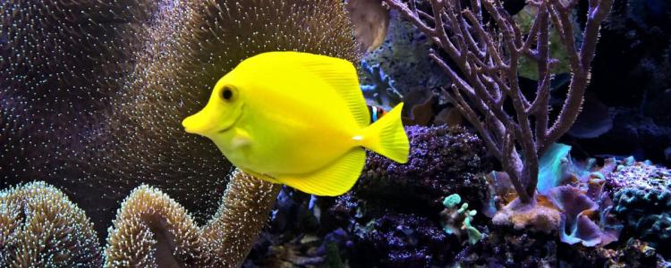 Tropical Fish in Aquarium